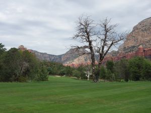 Seven Canyons 13th Tree